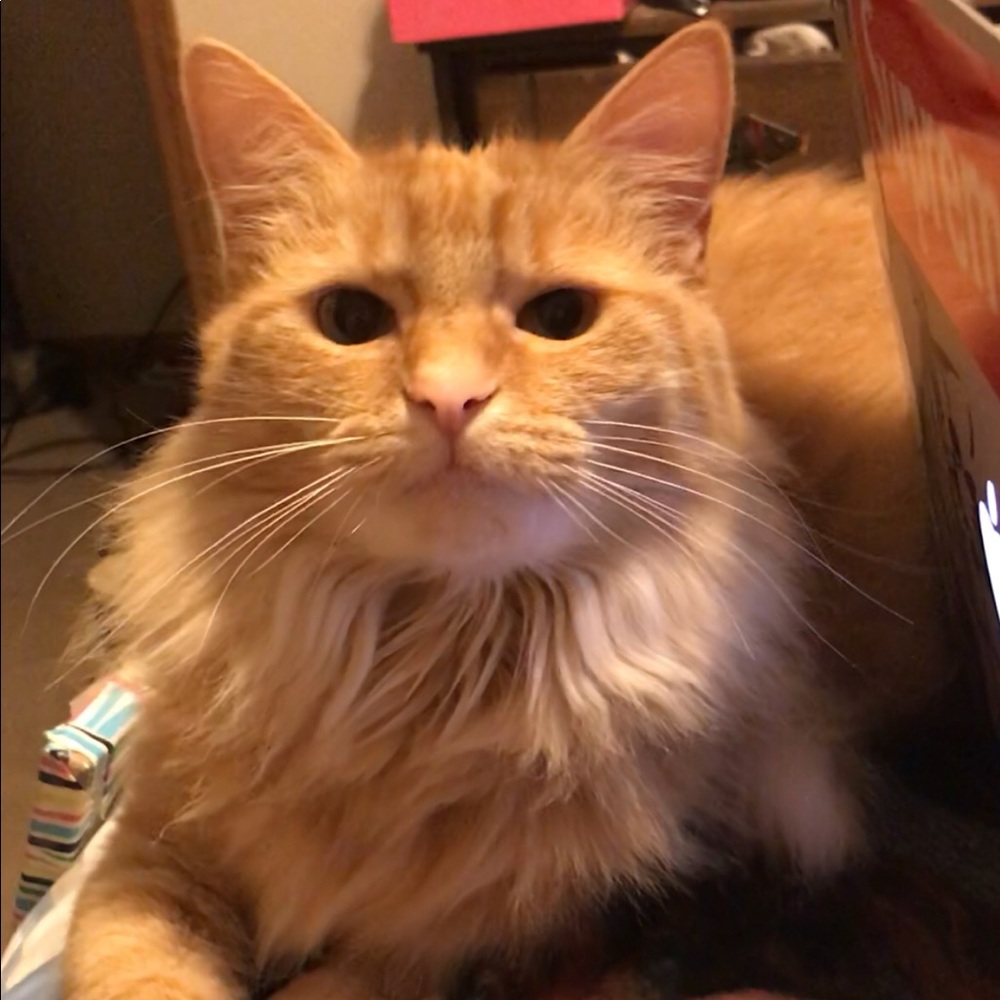 Meet your Posher, Jules and miss Phoebe